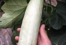 安海网红吃瓜,揭秘网络红人的幕后故事