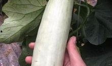 安海网红吃瓜,揭秘网络红人的幕后故事