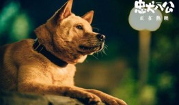 忠犬八公高清在线观看,永恒的忠诚，感人至深的生命故事